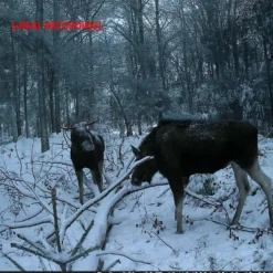 Nedis Ultra HD viltkamera