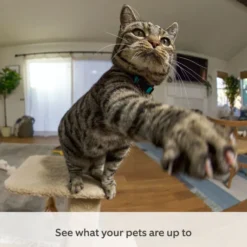 Ring Pan-Tilt Indoor Camera Hvit