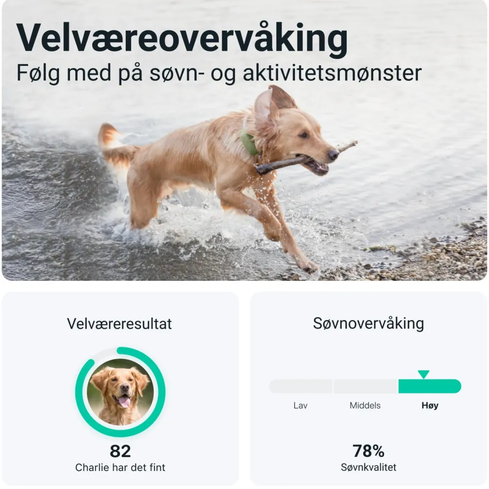 Tractive DOG XL GPS-sporingsbrikke for hund